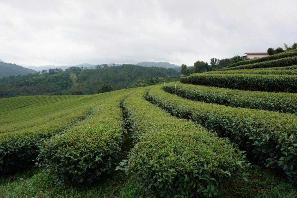 101 Tea Green View รูปที่ 1