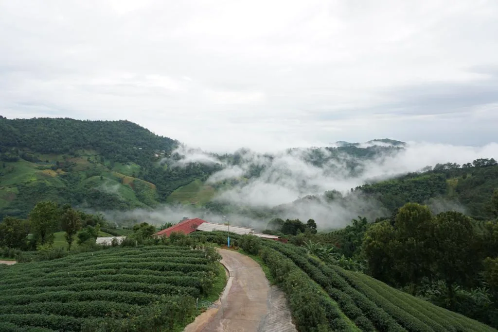 101 Tea Green View รูปที่ 2