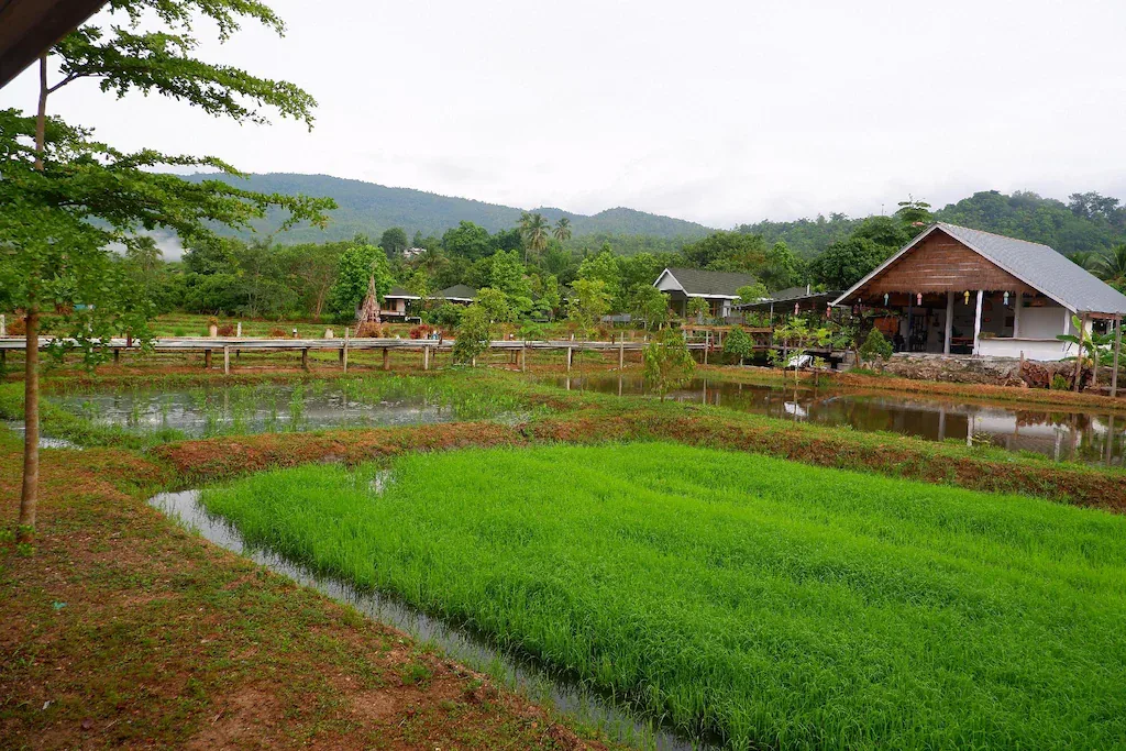 Nok Chan Mee Na รูปที่ 4