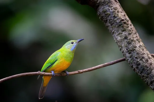 Rangbondoi - Birdhides Included and available for birding guide รูปที่ 3